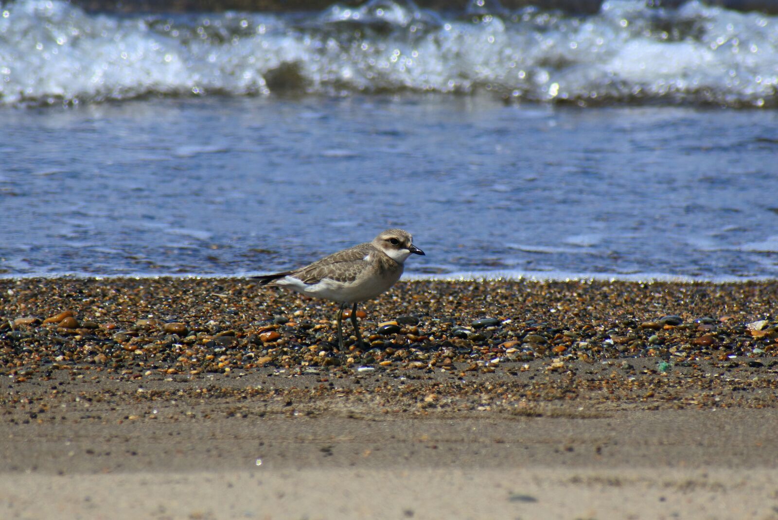 VR 70-300mm f/4.5-6.3G sample photo. Animal, sea, beach photography