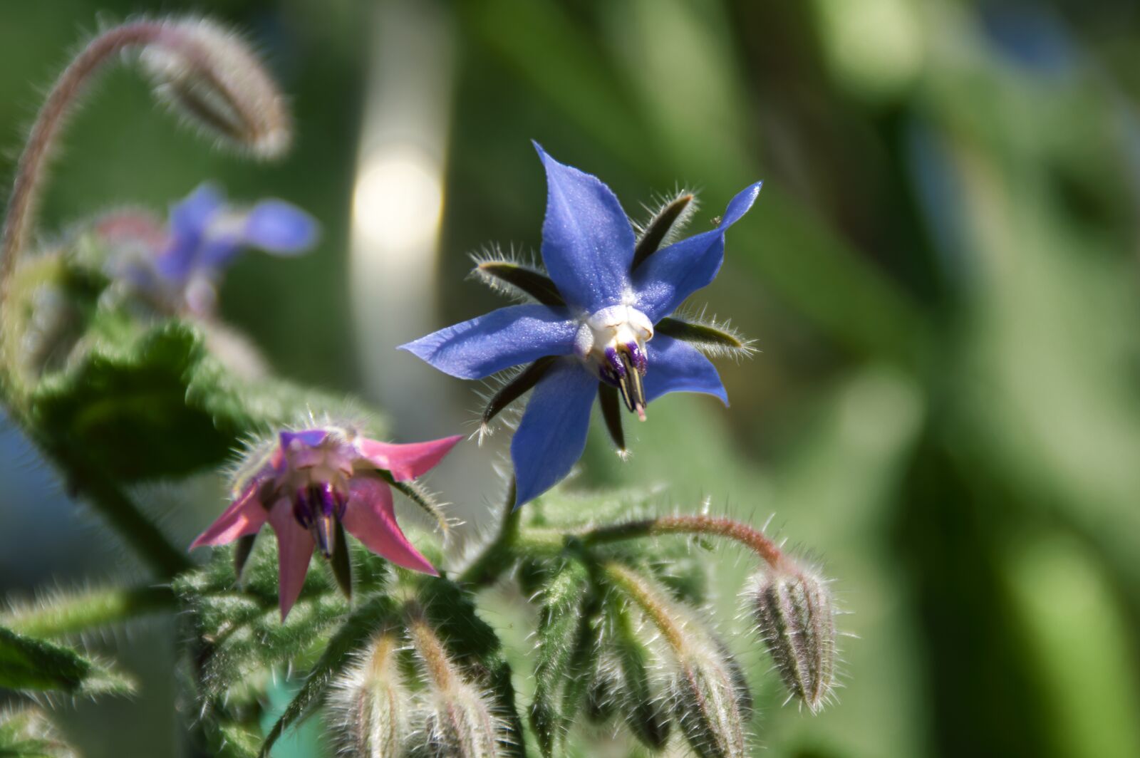 Pentax K-3 sample photo. Borage, garden, spring photography