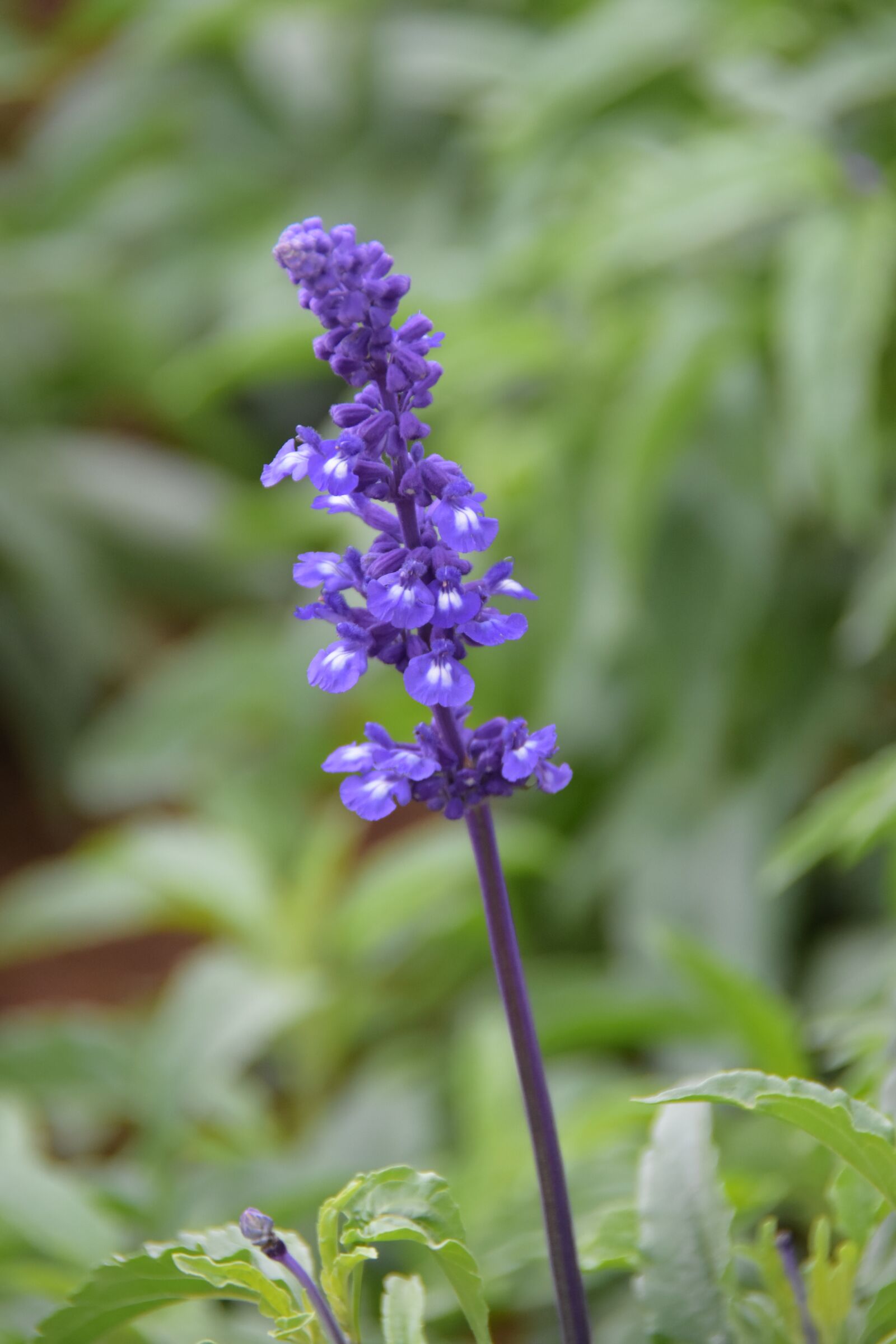 Nikon D7200 sample photo. Lavender, violet, aroma photography