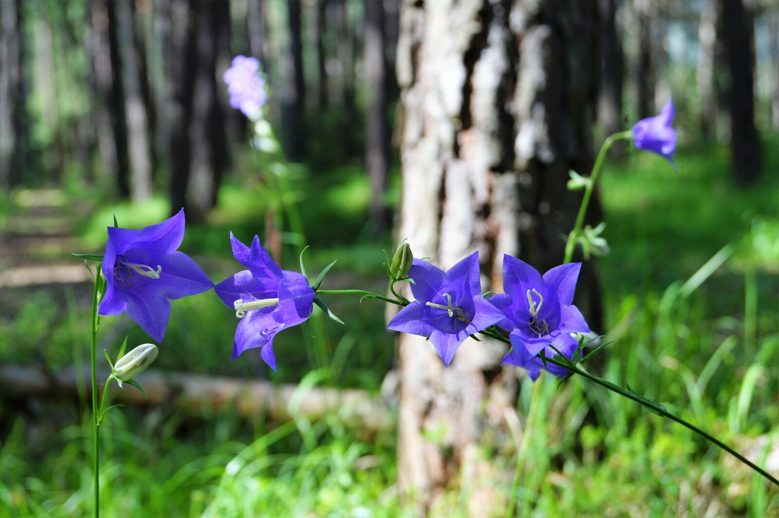 Sony DT 18-55mm F3.5-5.6 SAM II sample photo. Bellflower, blue, flower photography