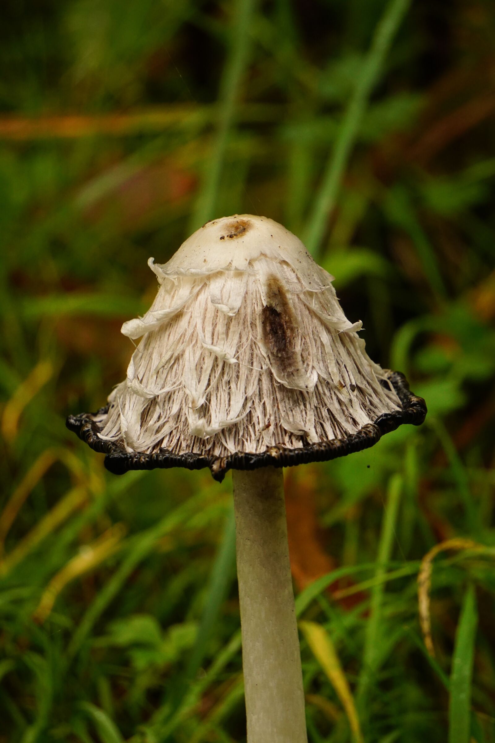 Sony E 55-210mm F4.5-6.3 OSS sample photo. Mushroom, schopf comatus, autumn photography