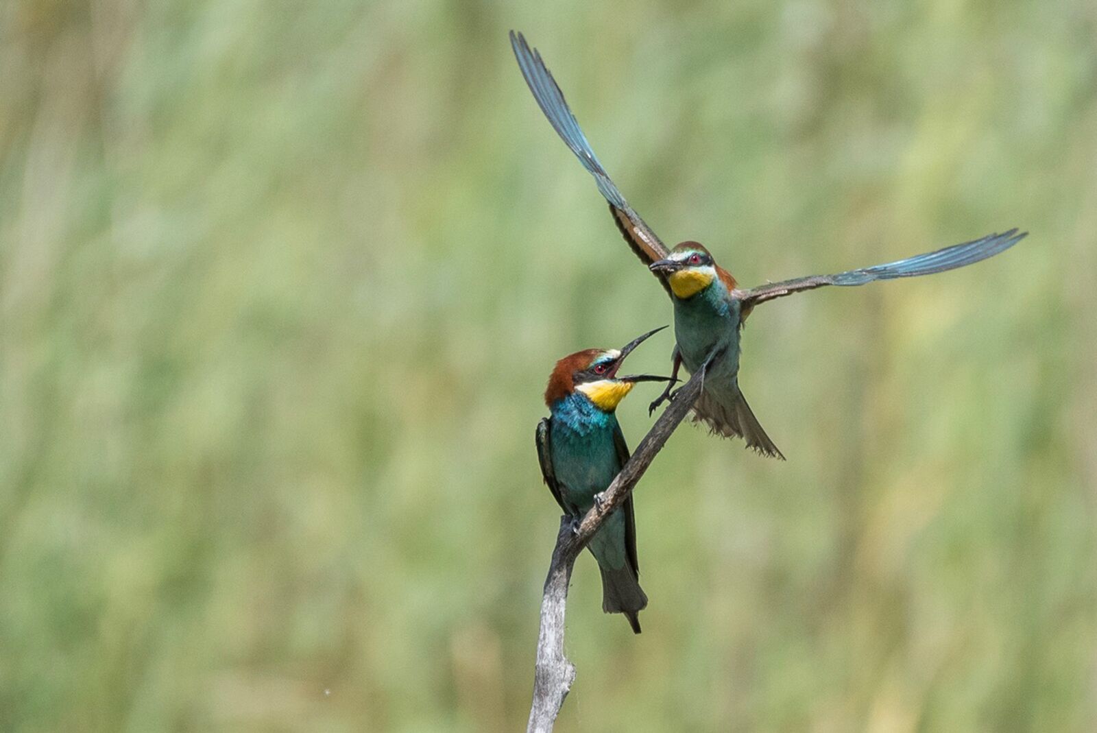 Nikon D750 sample photo. Animals, birds, biotope photography