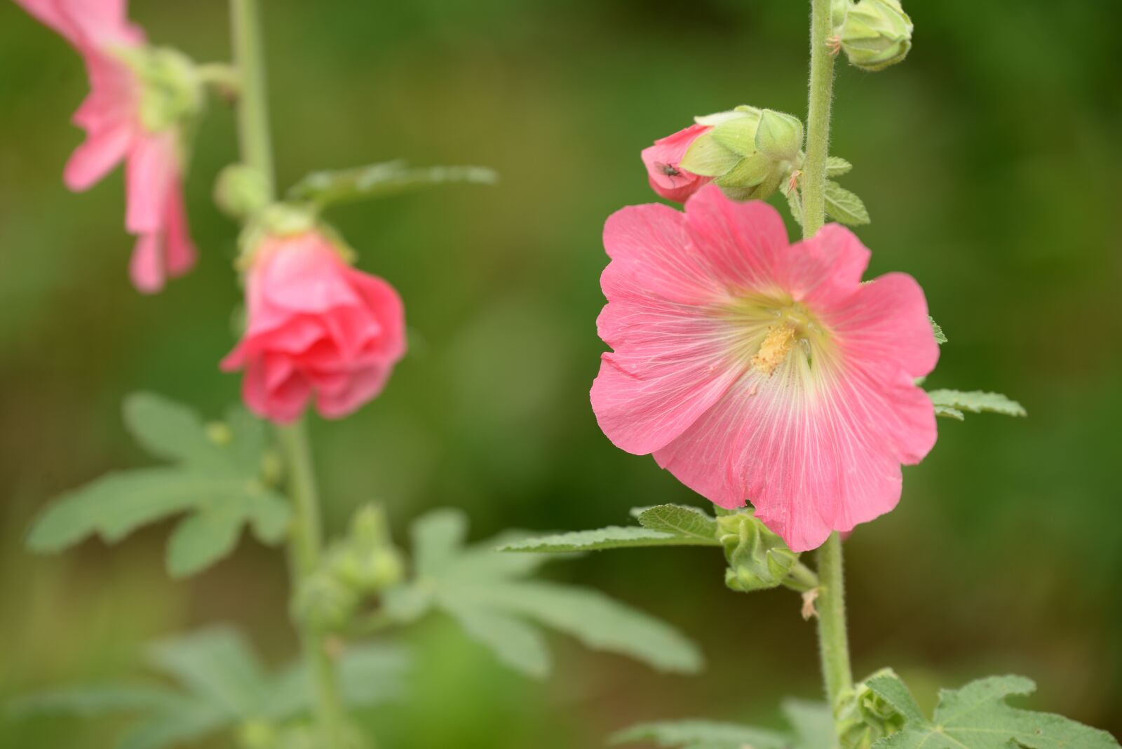 Nikon D610 sample photo. Hollyhock, pink, green photography
