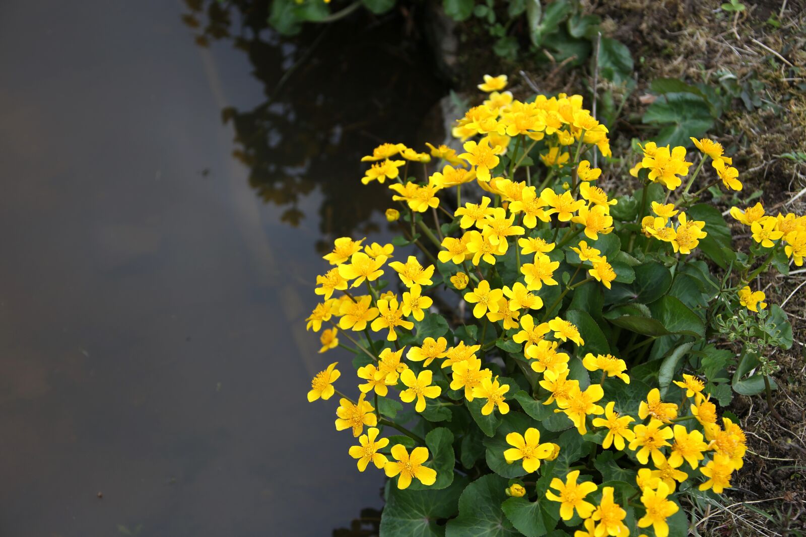 Canon EOS 6D sample photo. Flower, marsh marigold, luhtarentukka photography