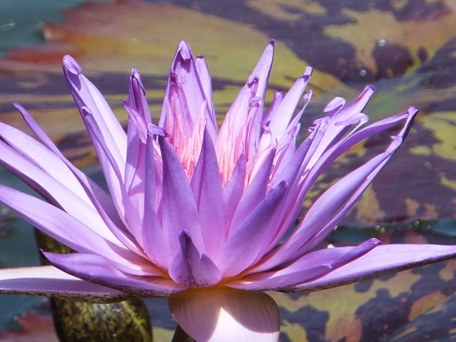 Fujifilm FinePix F505EXR sample photo. Purple, flower, blooming photography