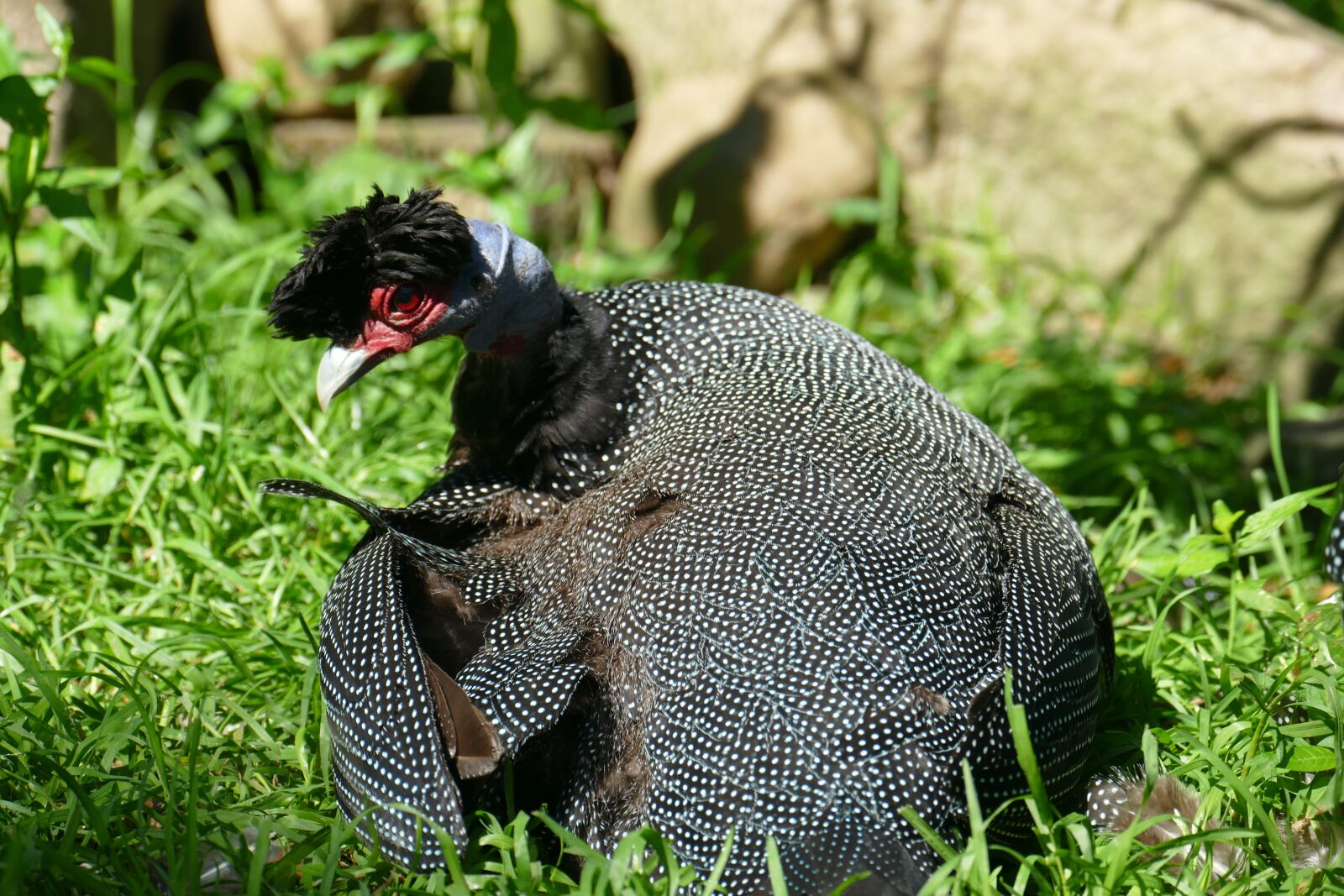 Panasonic Lumix DMC-FZ1000 sample photo. Exot, animal, black photography
