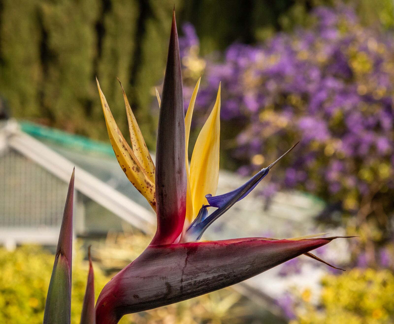 Nikon D3200 sample photo. Caudata, bird of paradise photography