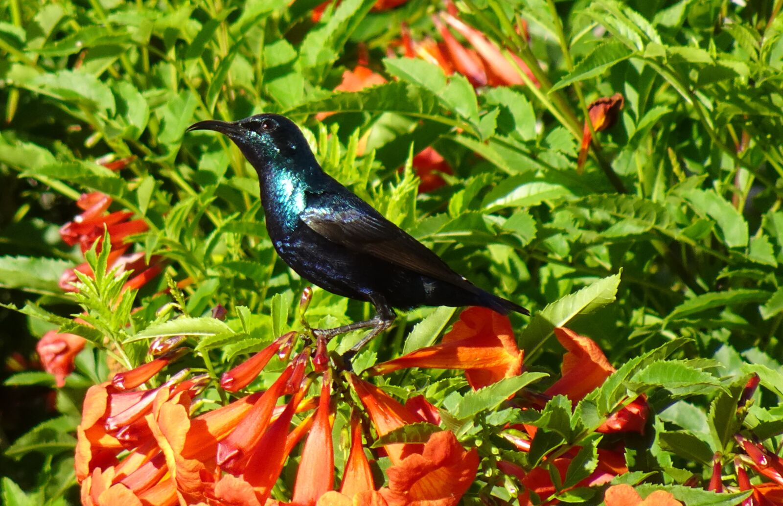Sony DSC-WX800 sample photo. Bird, purple sunbird, cinnyris photography