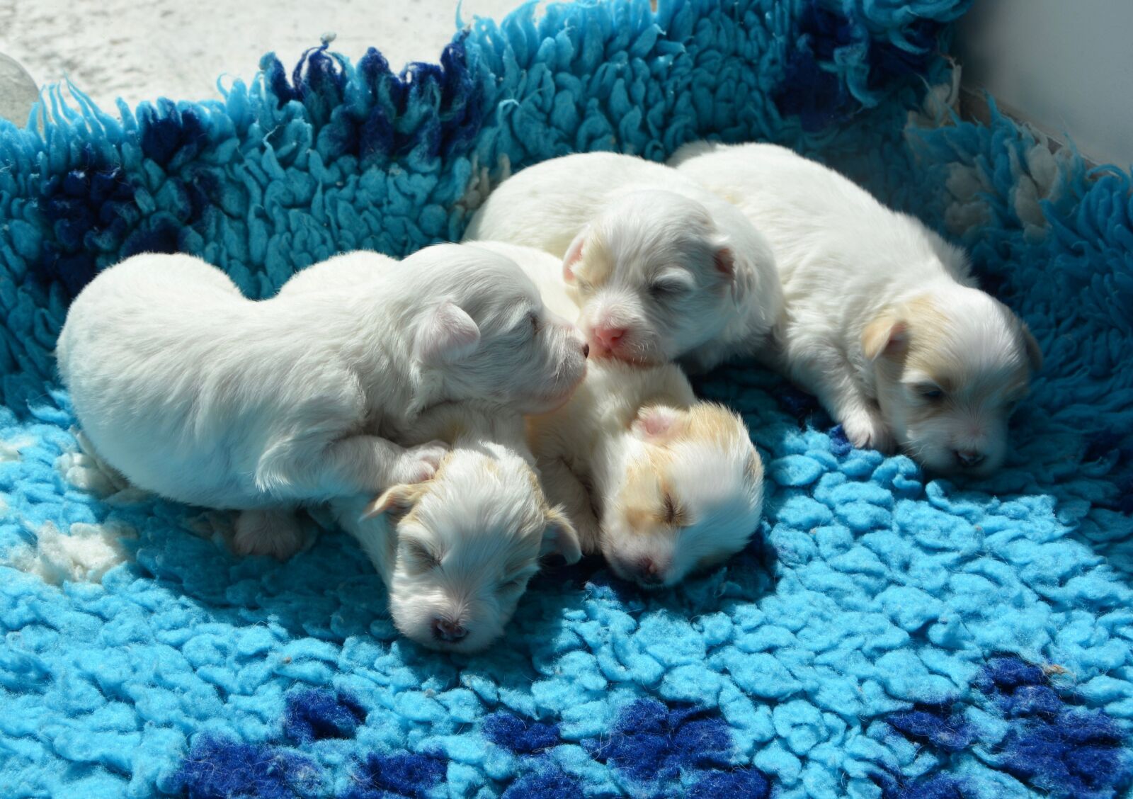 Nikon D5200 sample photo. Puppies, cotton tulear, white photography