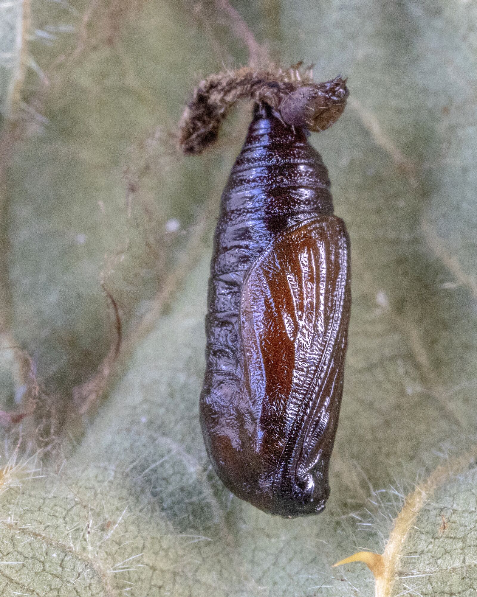 Canon MP-E 65mm F2.5 1-5x Macro Photo sample photo. Grey-pug-moth, pupa, brown photography