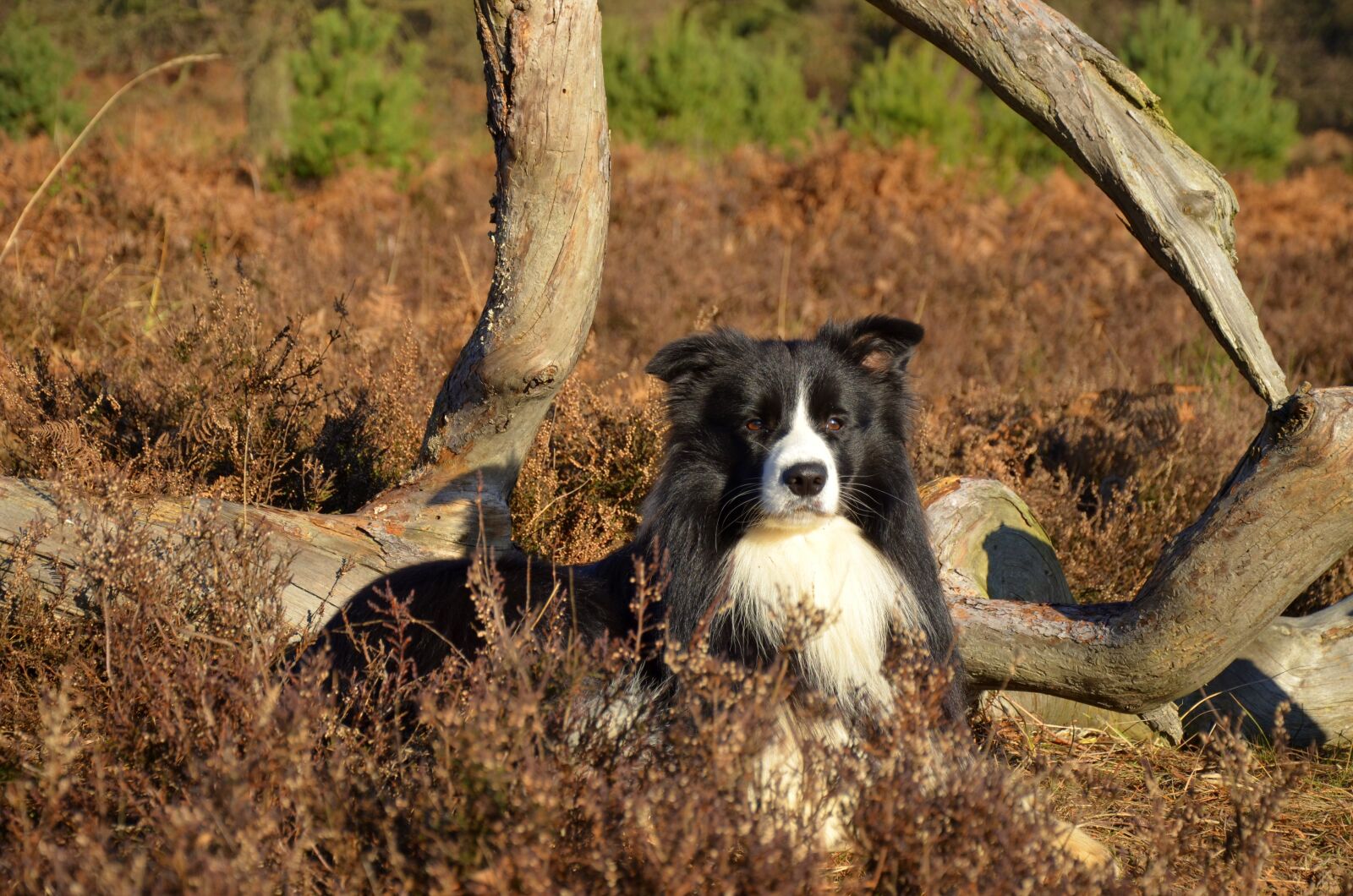 Nikon D5100 sample photo. Border collie, purebred dog photography