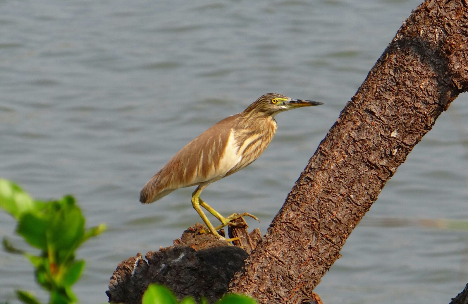 Sony DSC-HX200V sample photo. Pond heron, bird, avian photography
