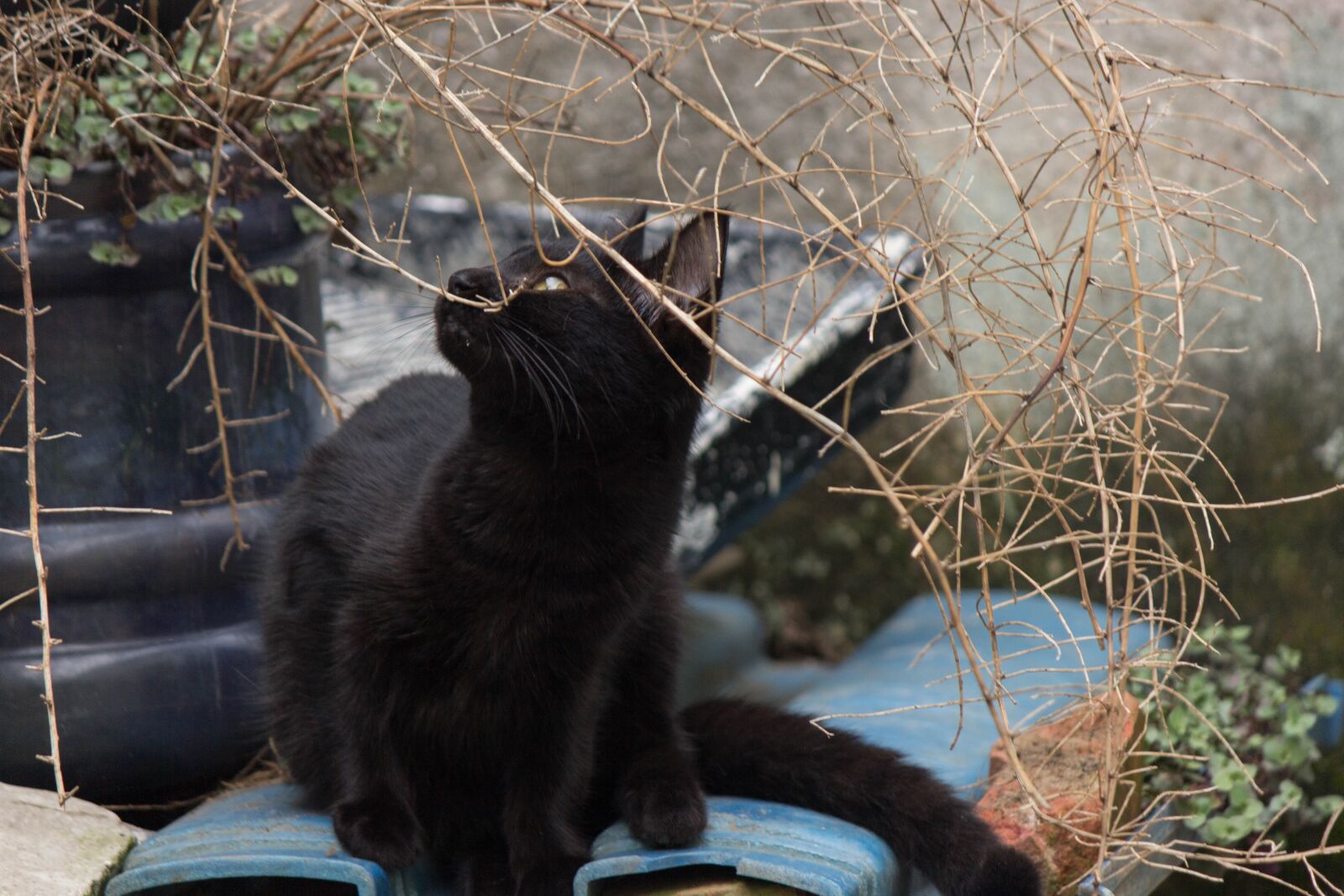 Canon EOS 60D sample photo. Cat, feline, domestic photography