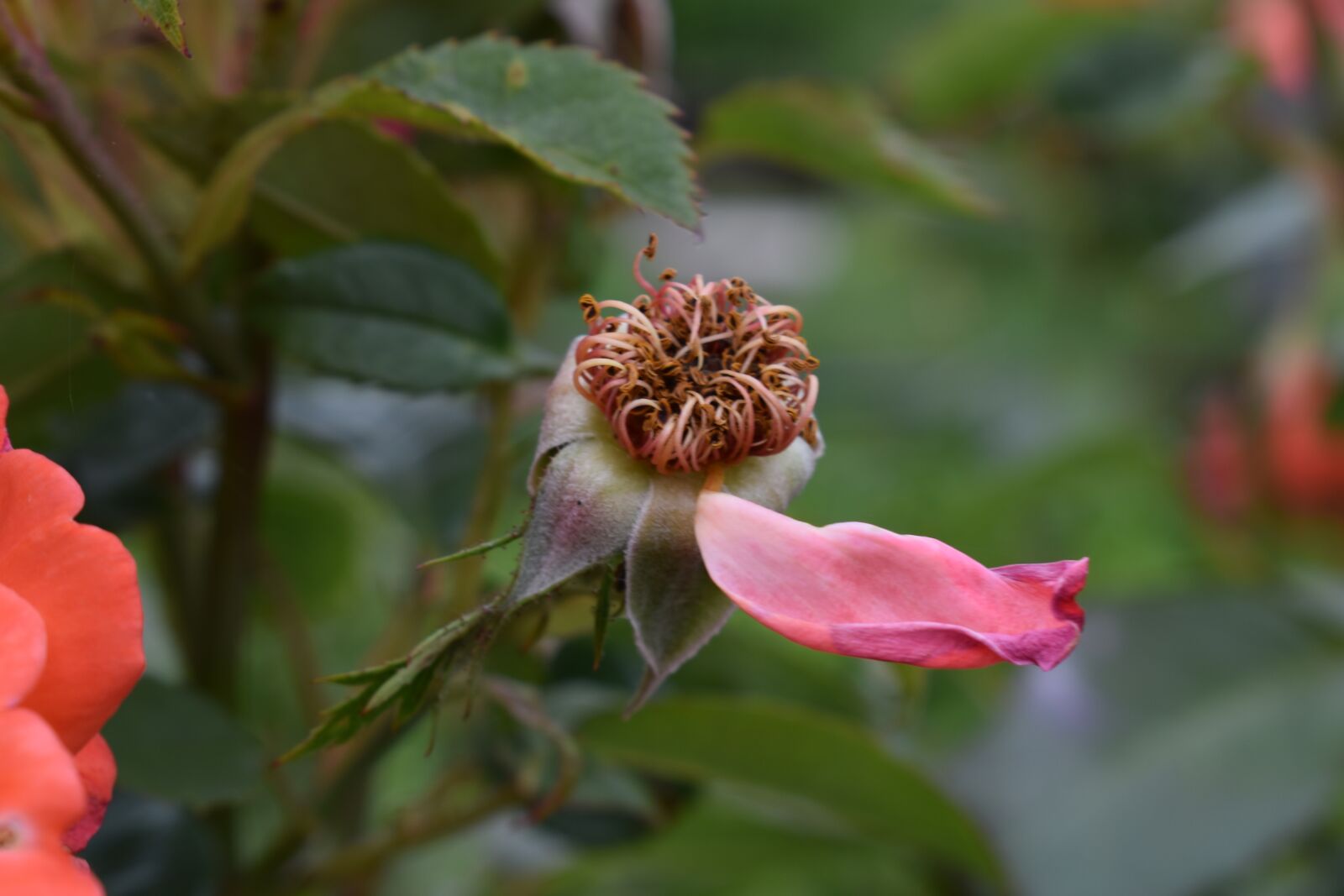 Nikon D3500 sample photo. Pink, faded, flower photography