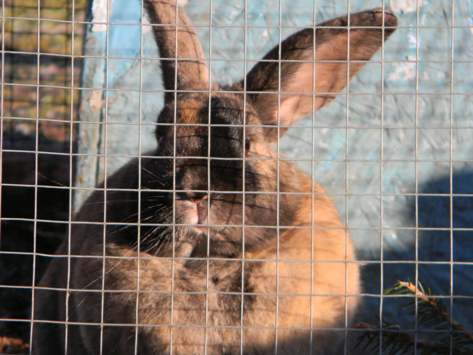 Nikon Coolpix L110 sample photo. Animal, cage, caged, easter photography