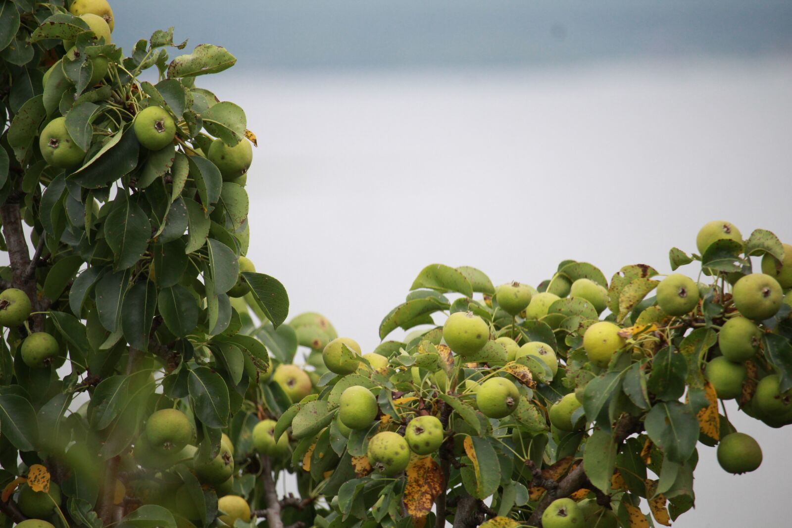 Canon EOS 1200D (EOS Rebel T5 / EOS Kiss X70 / EOS Hi) sample photo. Apples, tree, nature photography