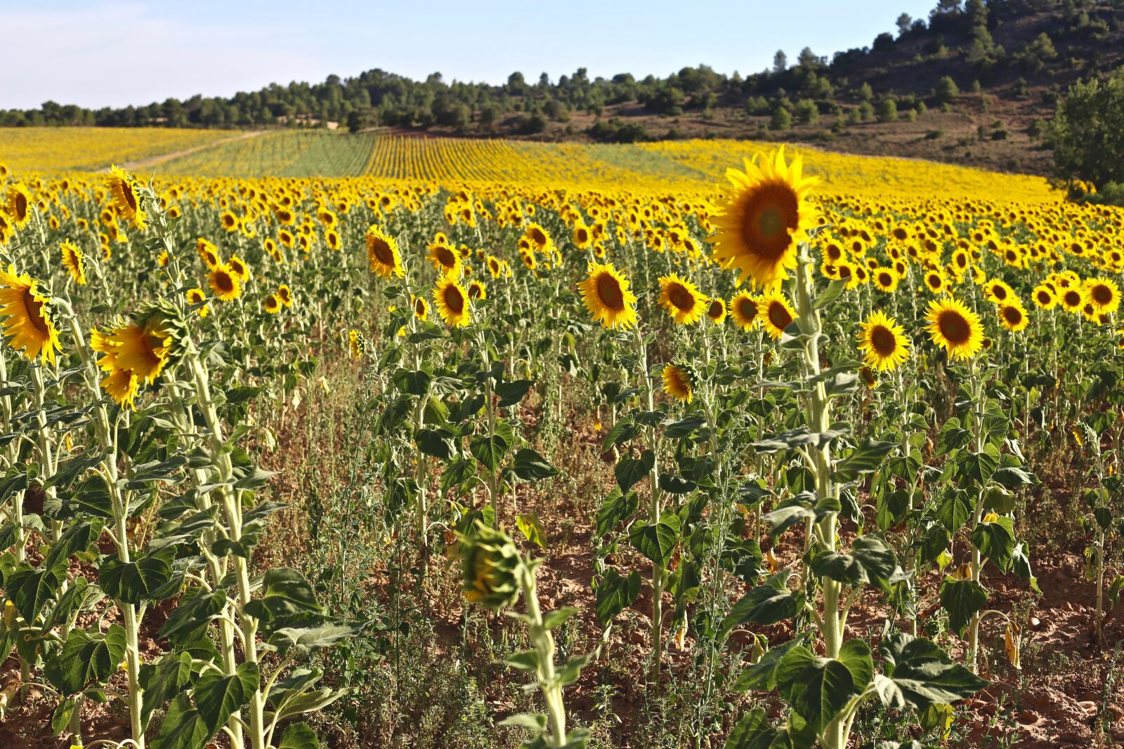 Canon EF 50mm F1.8 II sample photo. Sunflower, sun, summer photography