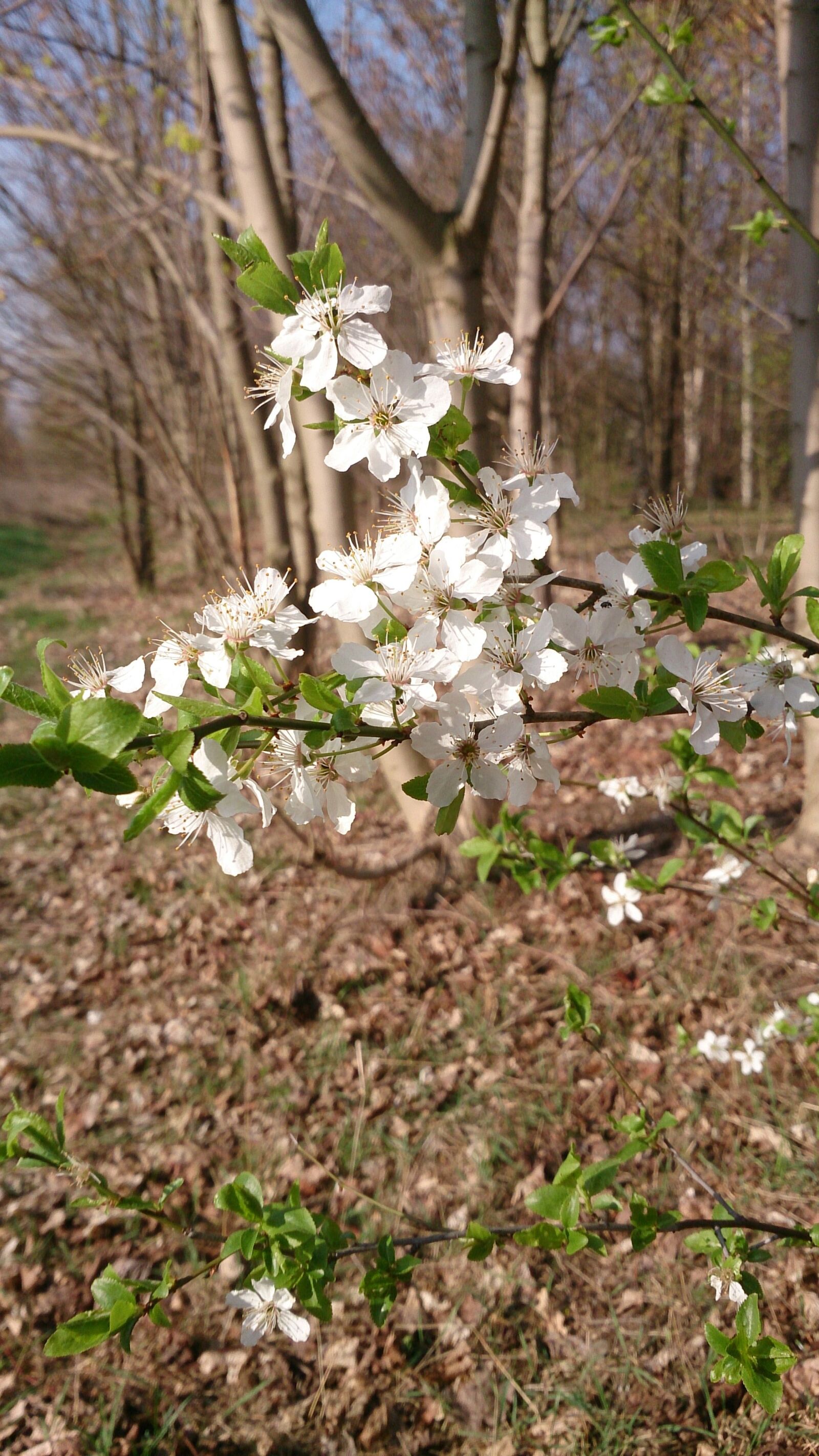 Sony Xperia Z sample photo. Spring, nature, blossom photography