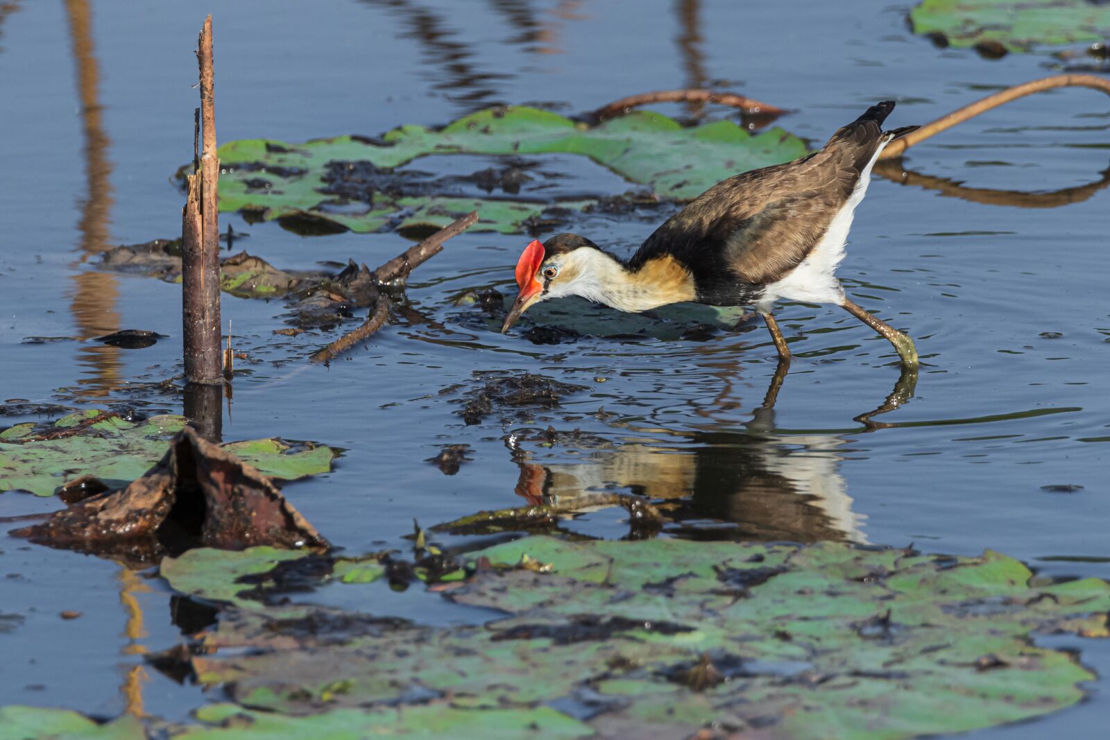 Canon EOS 80D sample photo. Water birds, crested jacana photography
