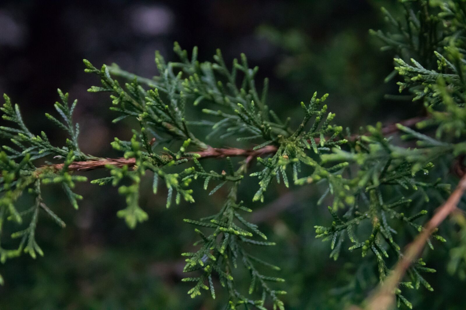 Canon EF-S 18-55mm F3.5-5.6 II sample photo. Tree, evergreen, plant photography