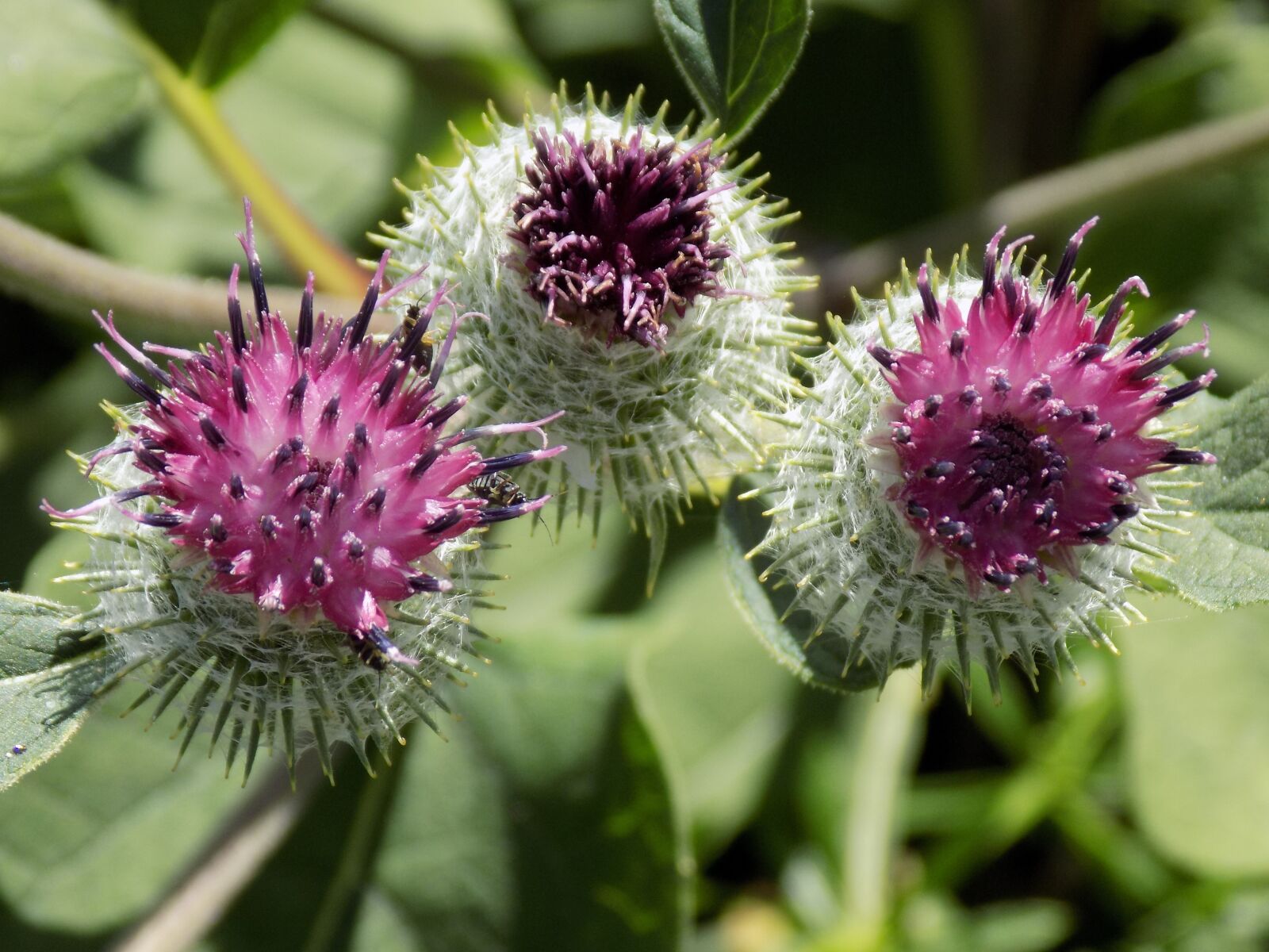 Nikon COOLPIX L340 sample photo. Thistle, purple, nature photography