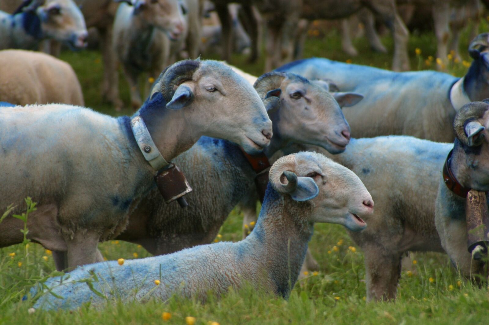 Canon EOS D60 sample photo. Sheep-herding, sheep, provence photography