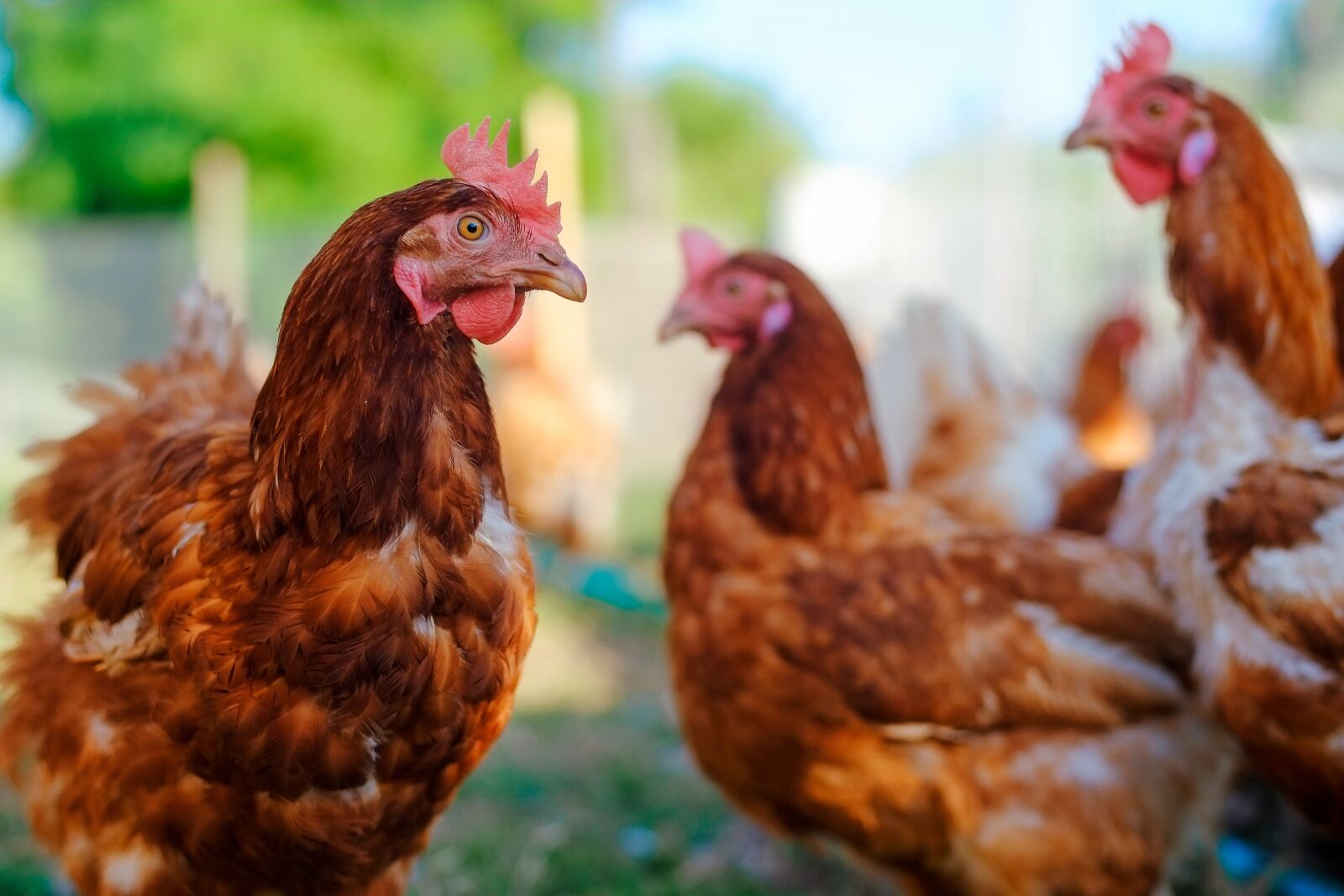 Fujifilm X-E1 sample photo. Chickens, farm, poultry photography