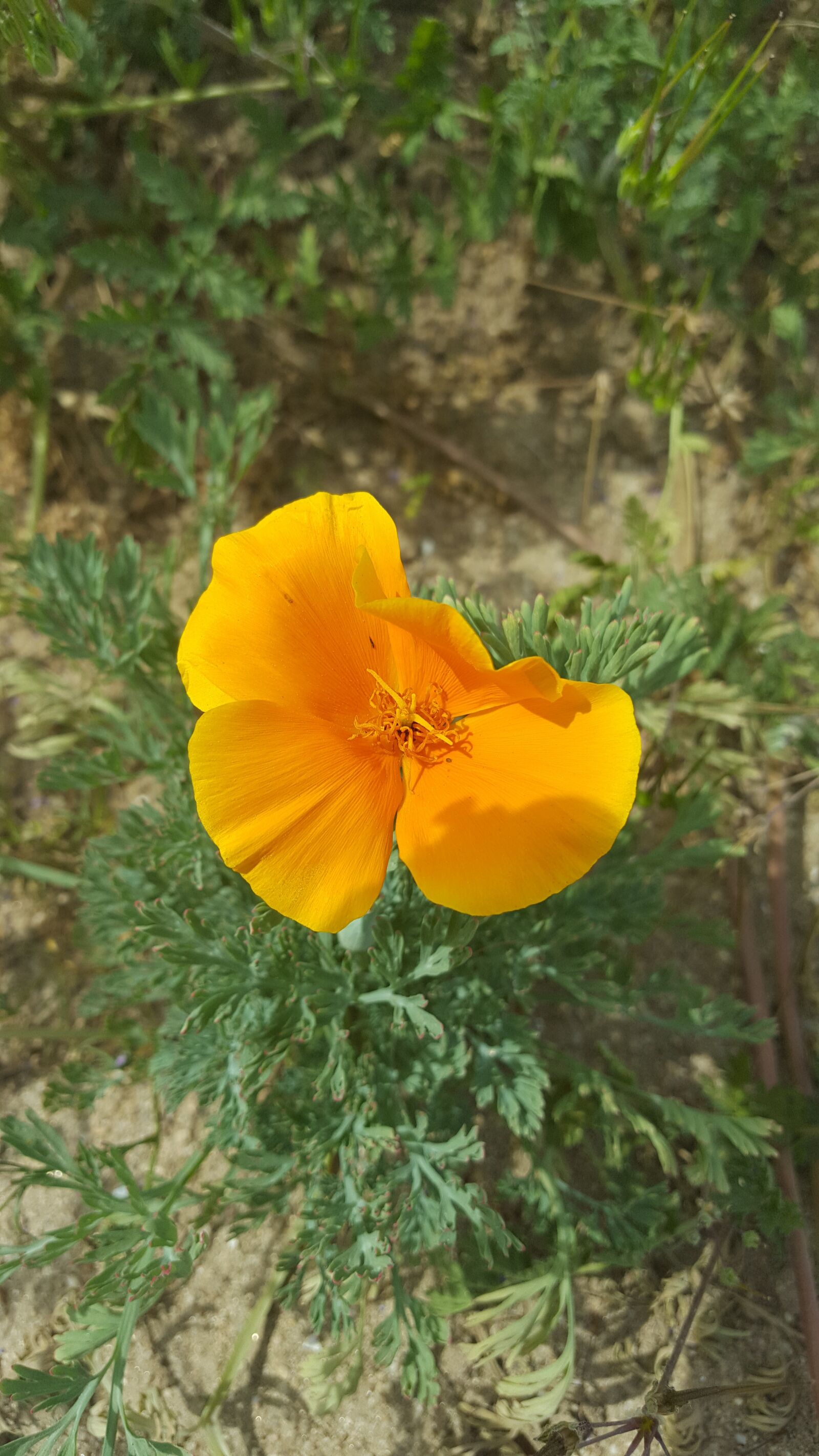 Samsung Galaxy S6 sample photo. Golden, poppy, nature photography