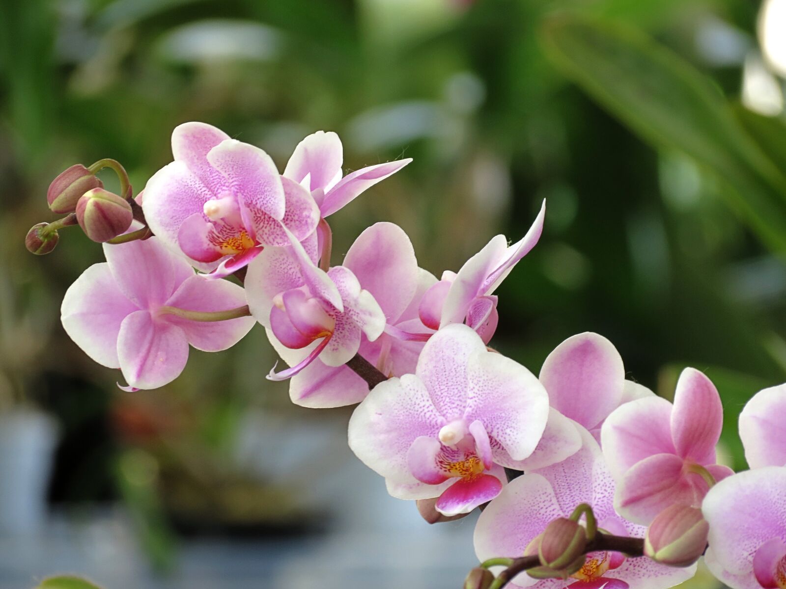 Canon PowerShot SX40 HS sample photo. Garden, cool, orchid photography