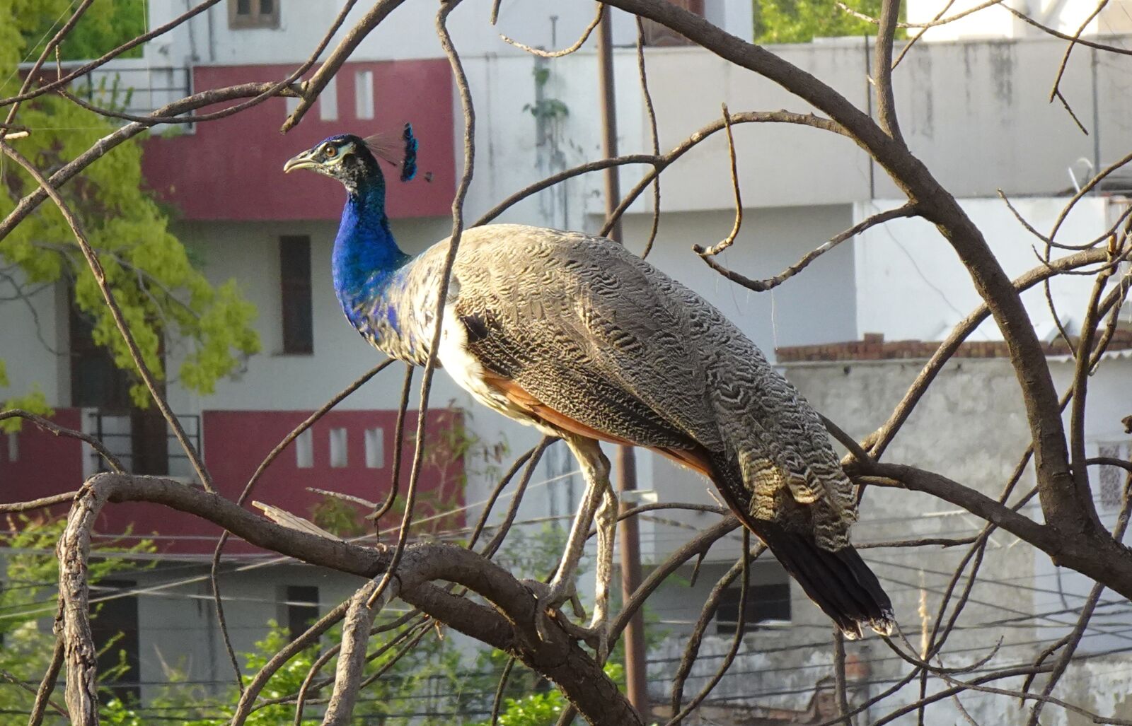 Sony DSC-WX800 sample photo. Peacock, bird, plumage photography