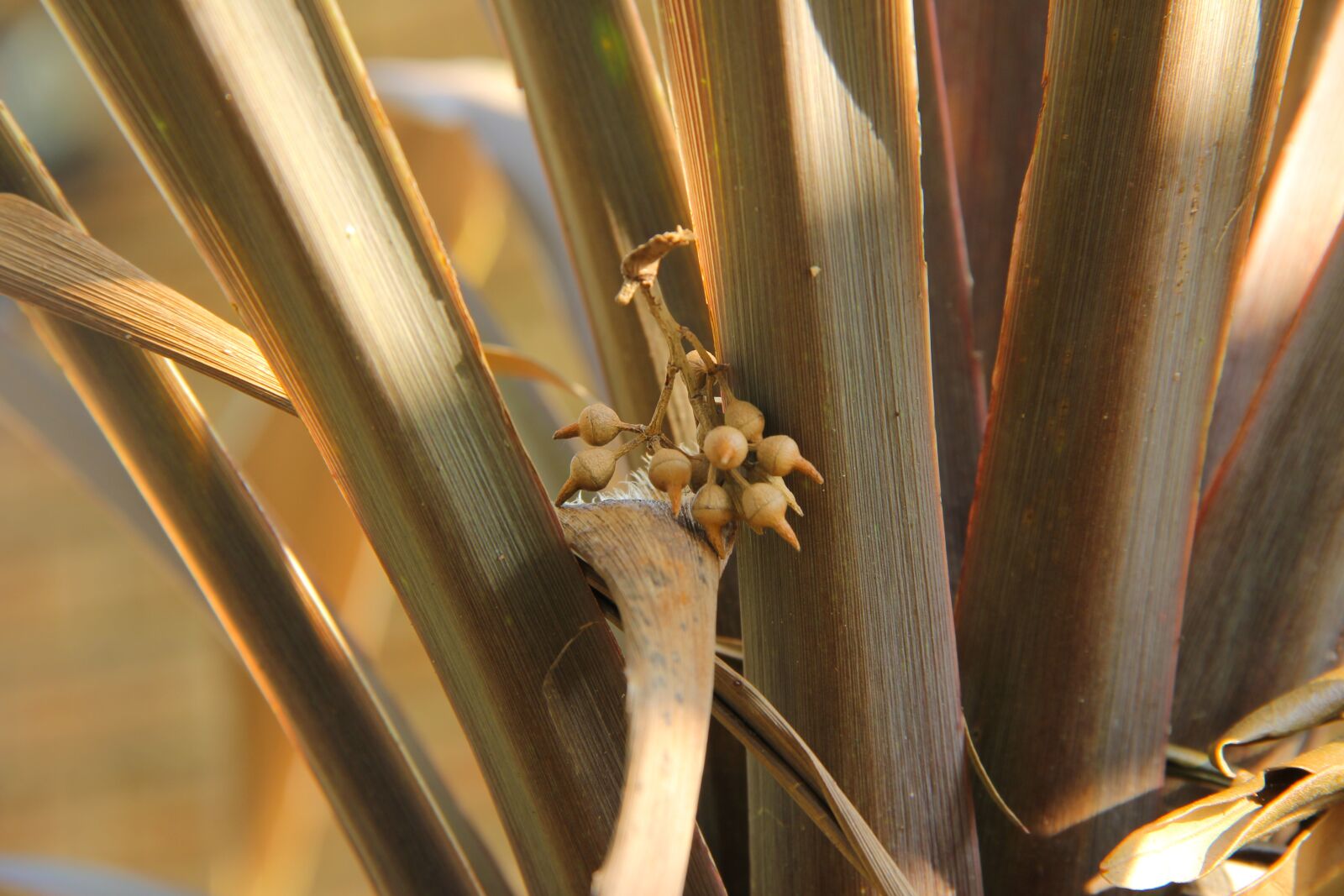 Canon EOS 60D sample photo. Leaves, bush, seeds photography