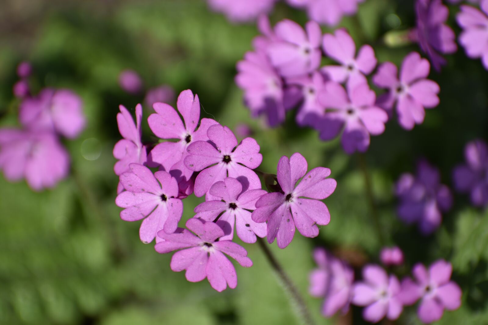 Nikon D3400 sample photo. Flowers, bloom, summer photography