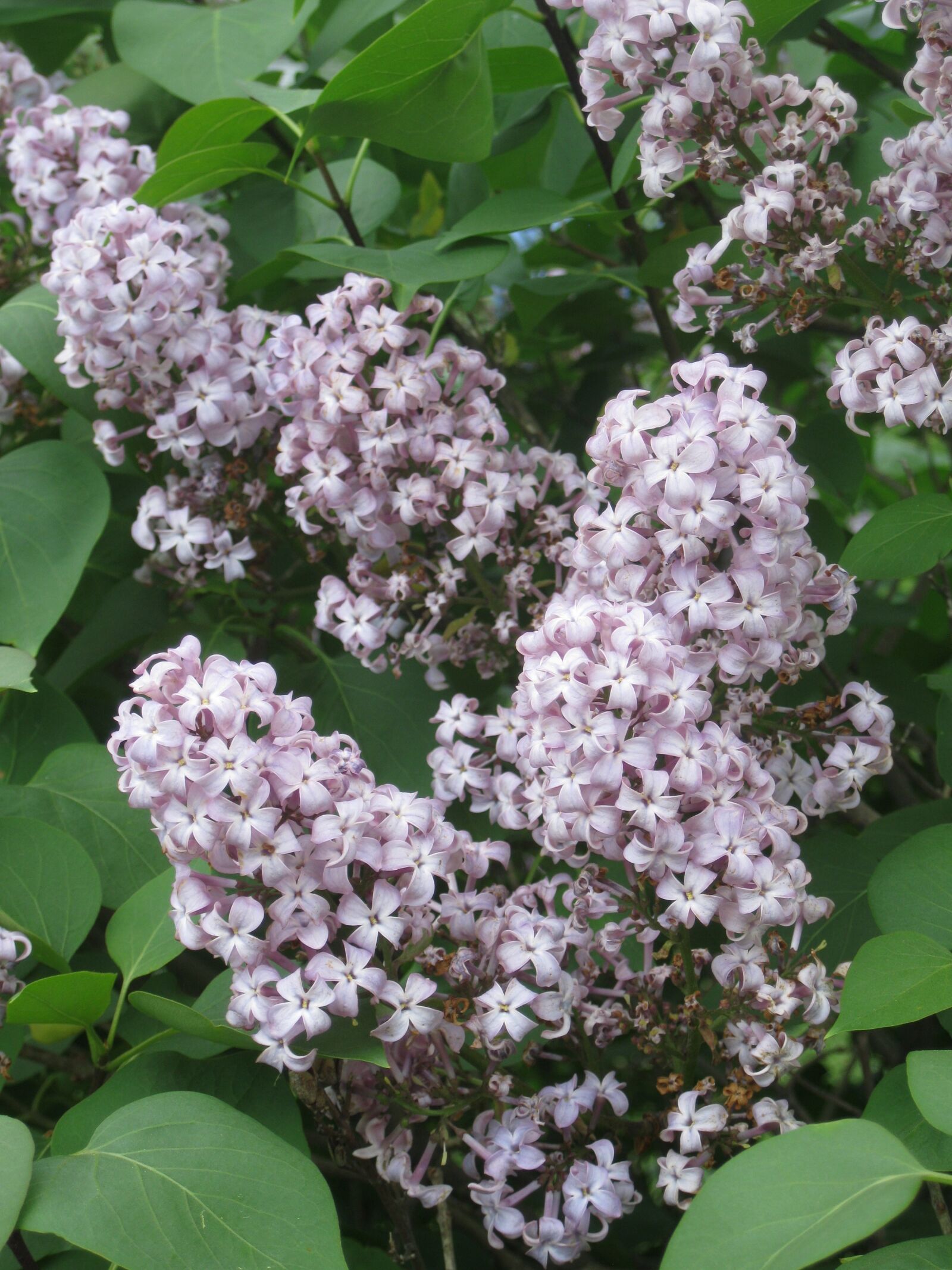 Canon PowerShot A3100 IS sample photo. Lilacs, branch, flower photography