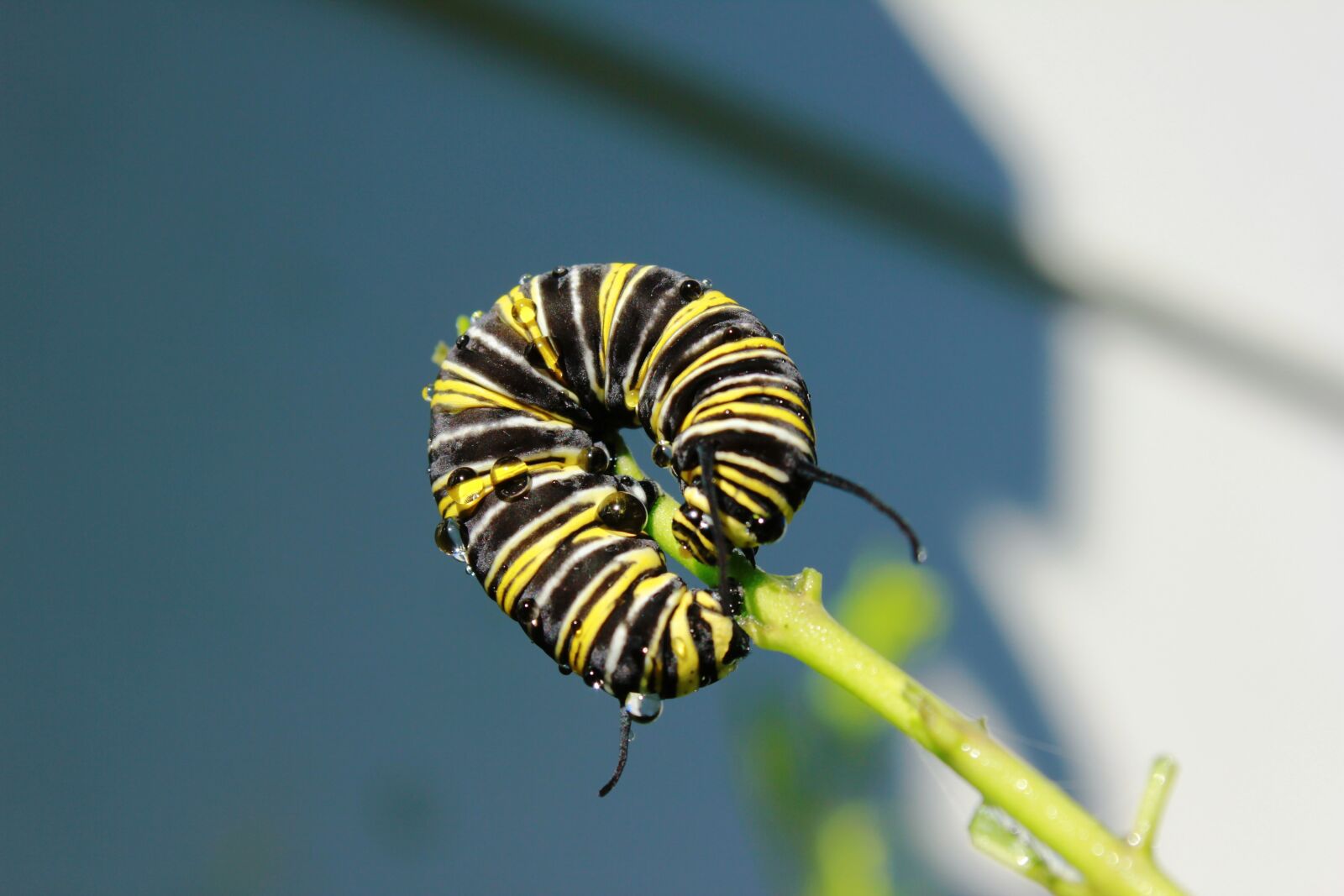 Canon EOS 550D (EOS Rebel T2i / EOS Kiss X4) sample photo. Monarch, butterfly, larva photography