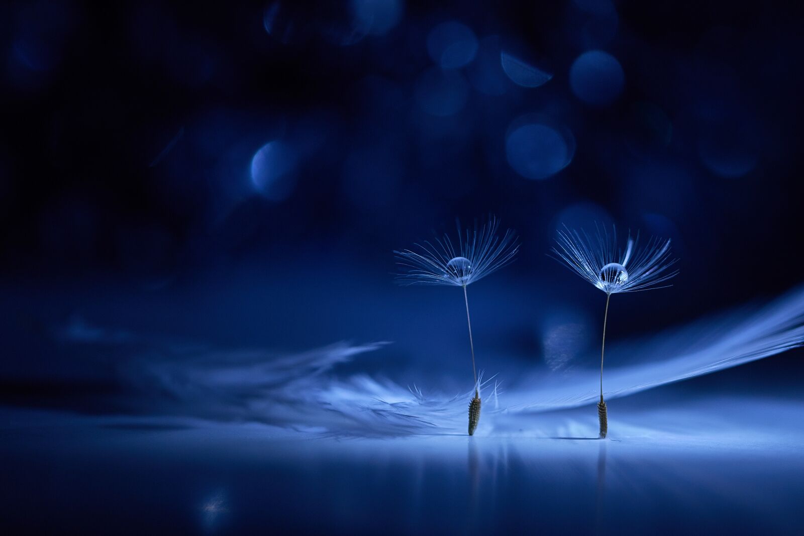 Canon EOS 70D sample photo. Macro, dandelion, fluff photography