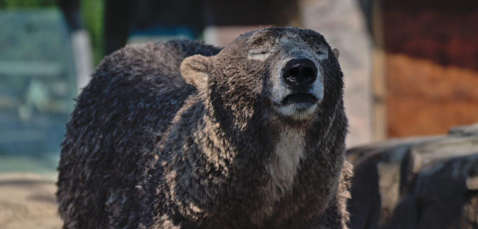 Nikon D3300 sample photo. Polar bear, bear, benefit photography