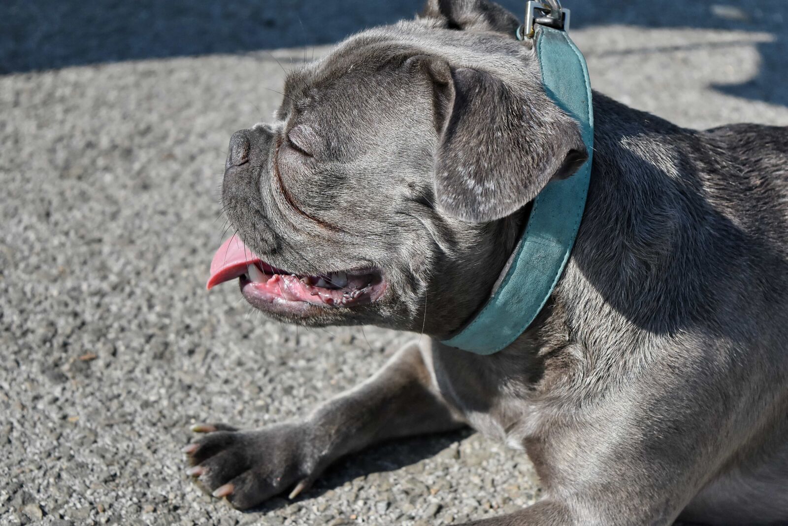 Nikon D5500 sample photo. Grey, portrait, dog, animal photography