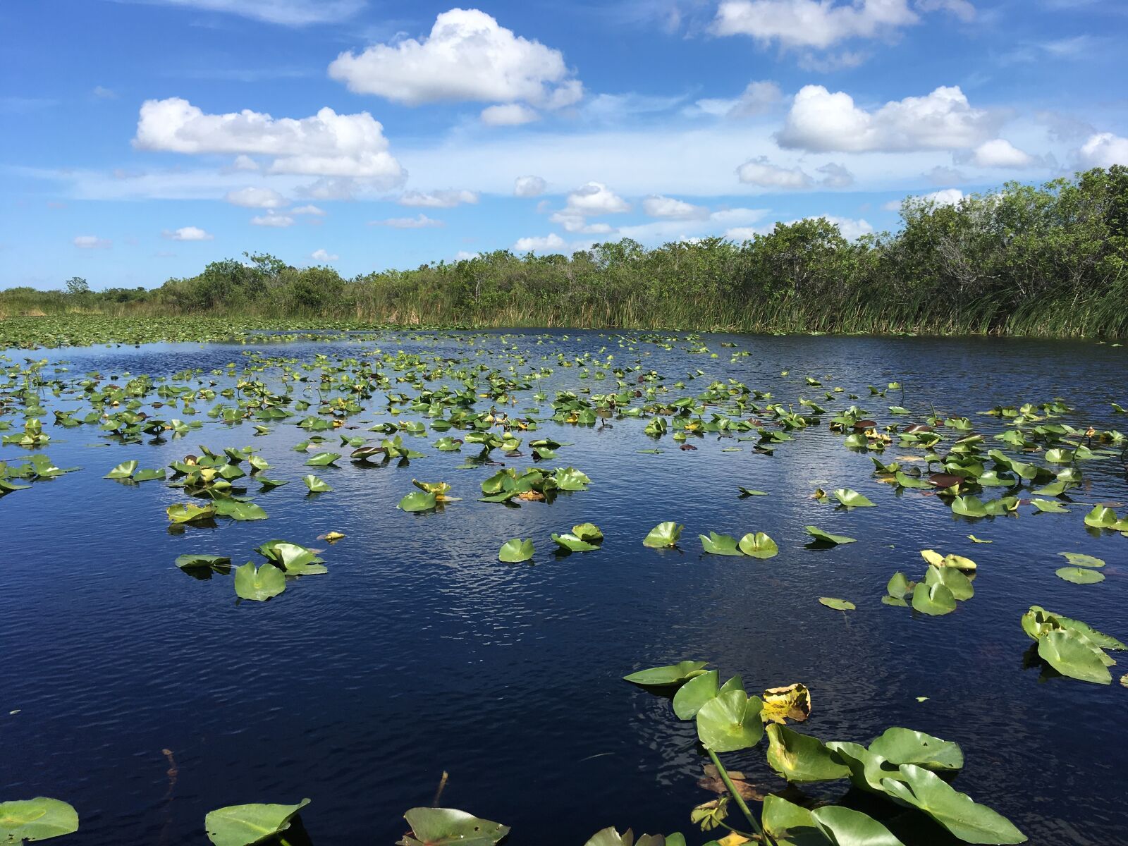 Apple iPhone SE sample photo. Everglades, florida, cypress photography