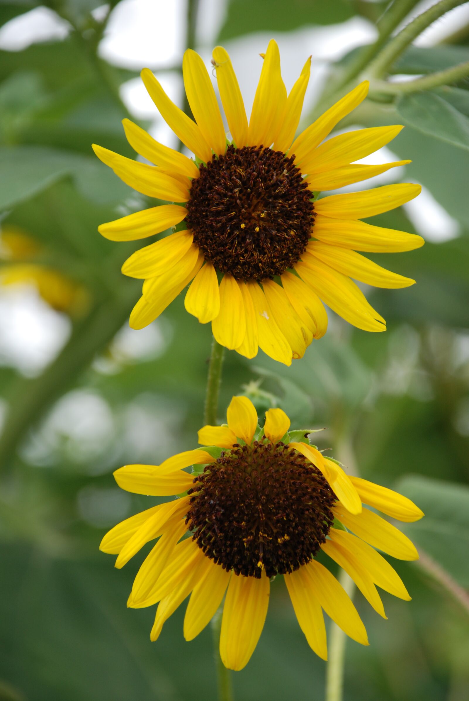 Nikon D80 sample photo. Sunflower, yellow flower, yellow photography