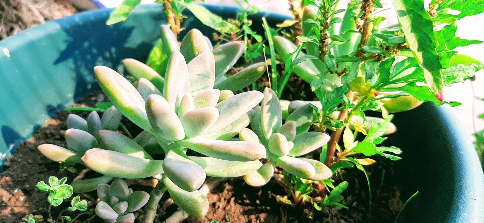 Samsung Galaxy A50 sample photo. Leaf, nature, nursery photography