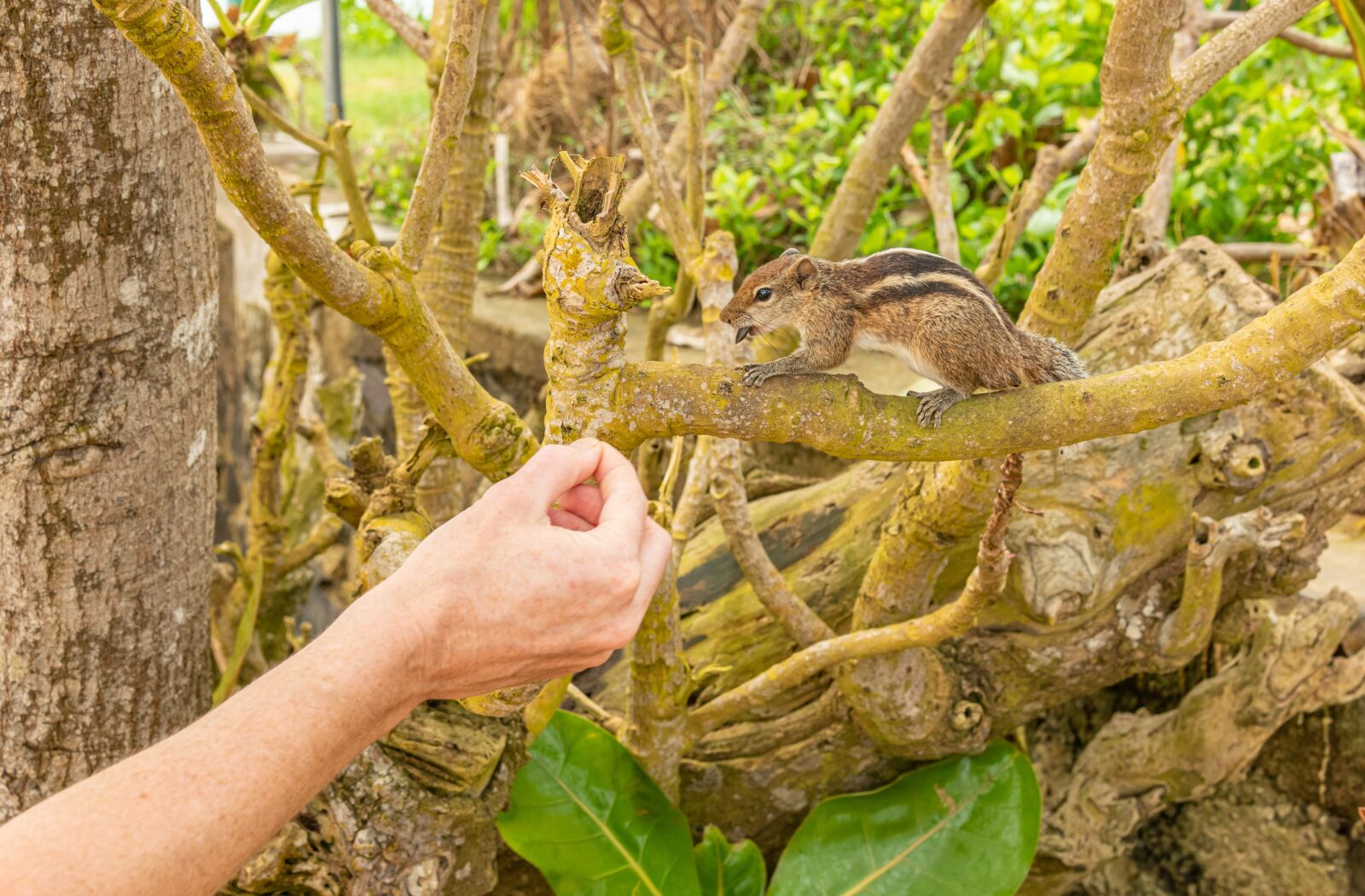 Nikon D850 sample photo. The squirrel, feeding, hand photography