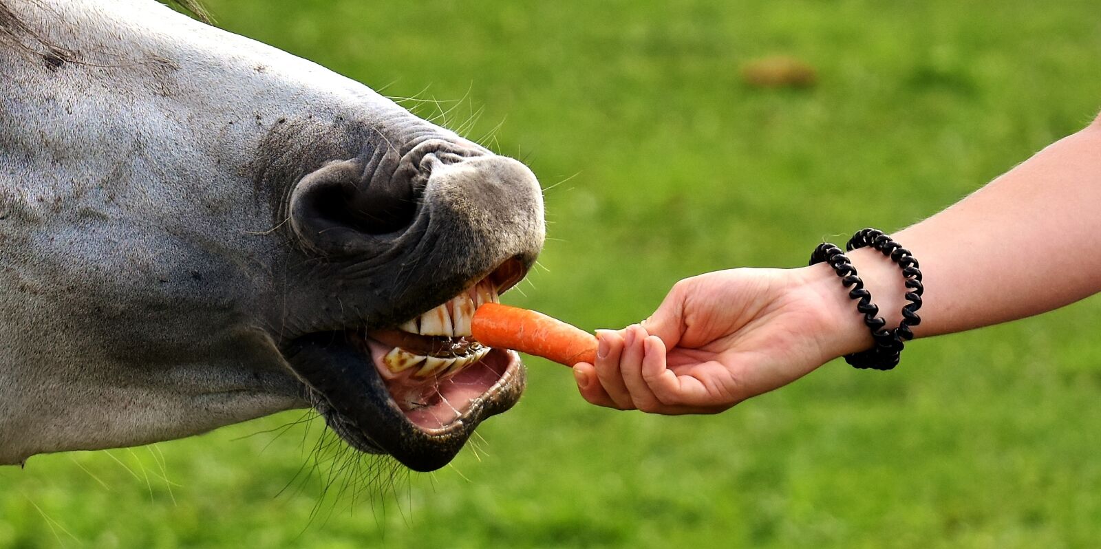 Nikon D7200 sample photo. Mold, horse, love for photography