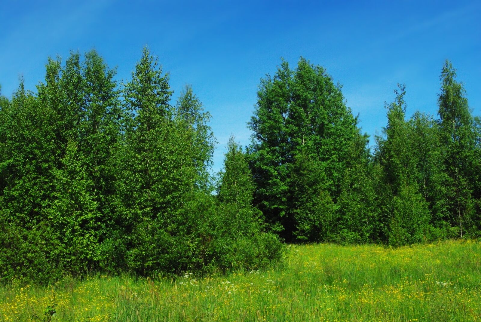 Pentax K200D sample photo. Forest, greens, trees photography