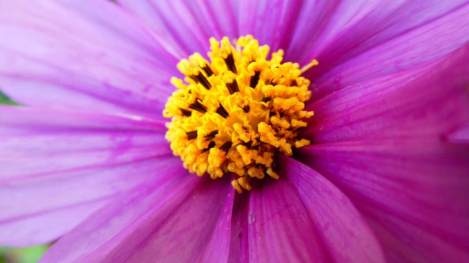 Panasonic DMC-TZ81 sample photo. Flower, macro, nature photography