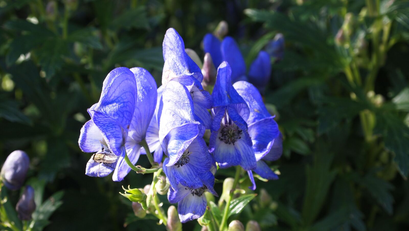 Olympus PEN E-PL1 sample photo. Flower, purple, purple flower photography