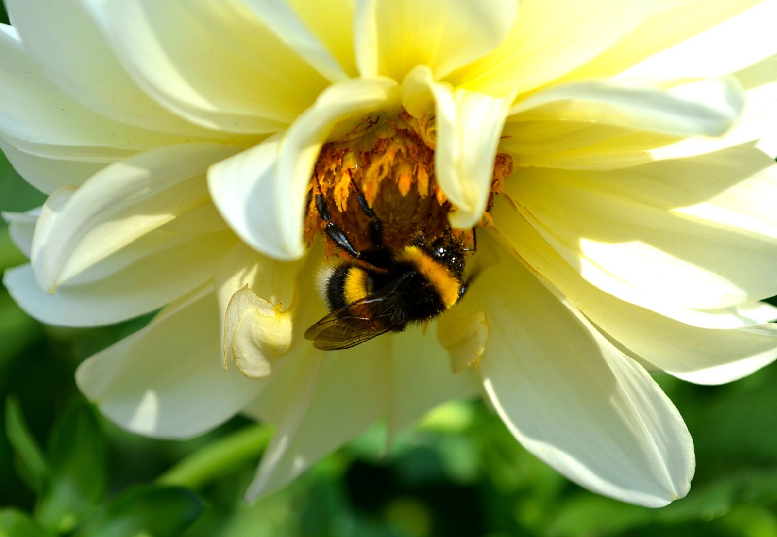 Nikon D5100 sample photo. Dahlia, flower, summer photography