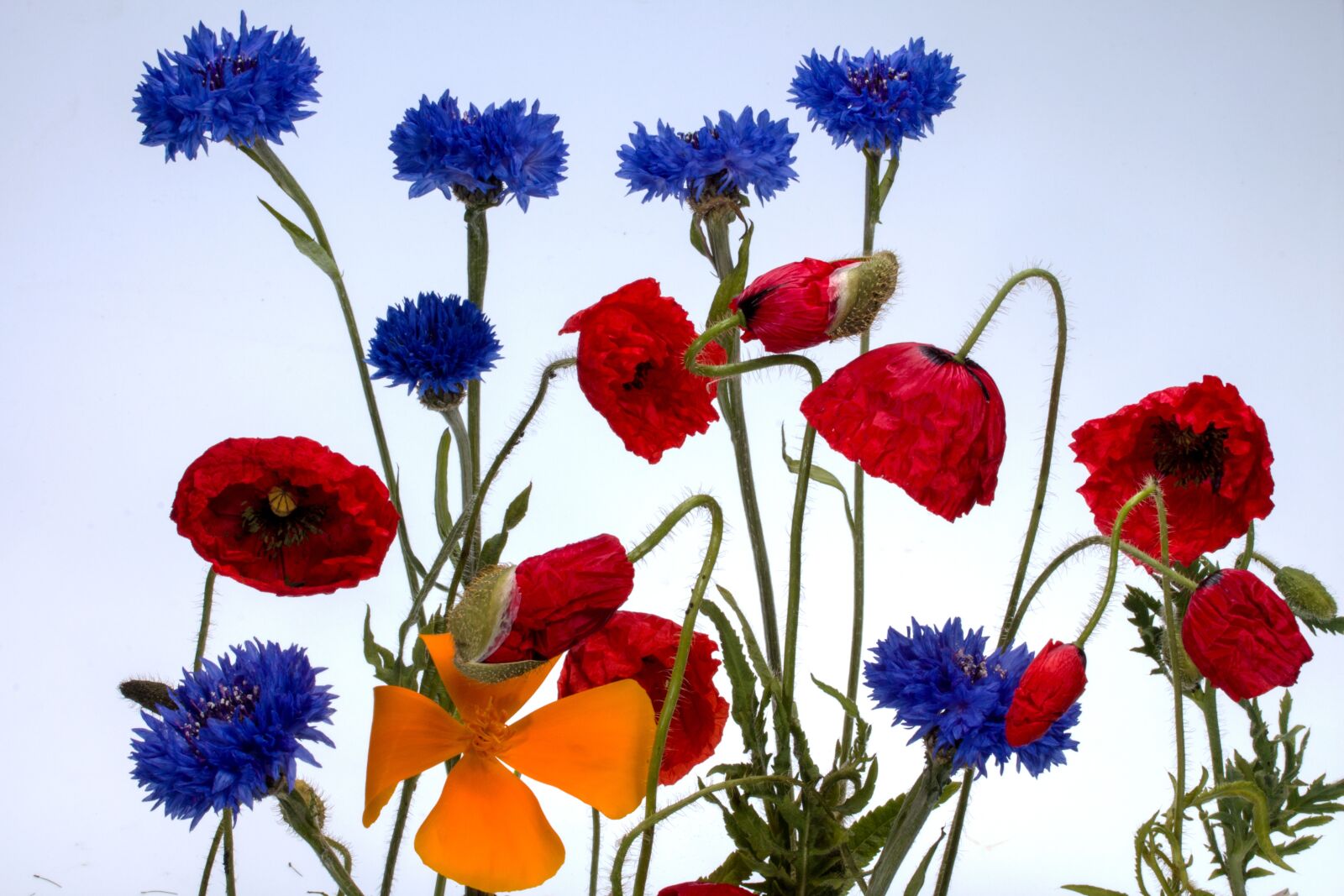 Canon EF-S 60mm F2.8 Macro USM sample photo. Cornflowers, klatschmohn, poppy flower photography