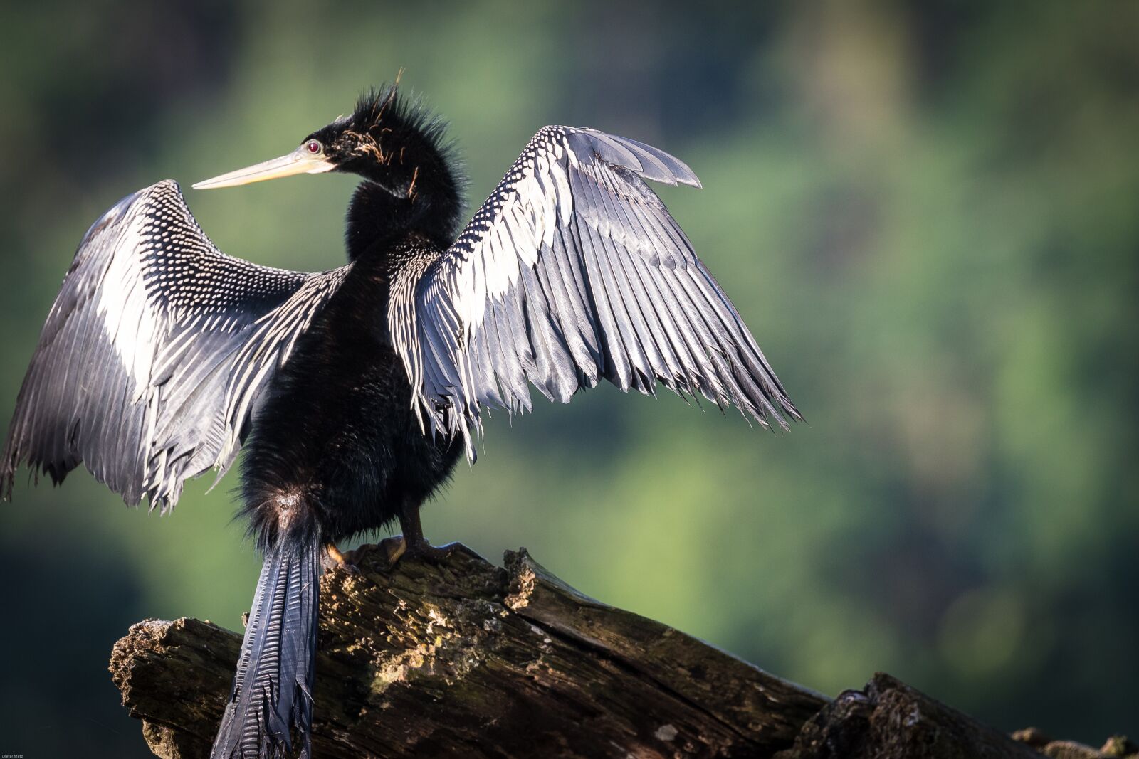 Canon EOS 7D Mark II sample photo. Darter, heron, fish eater photography