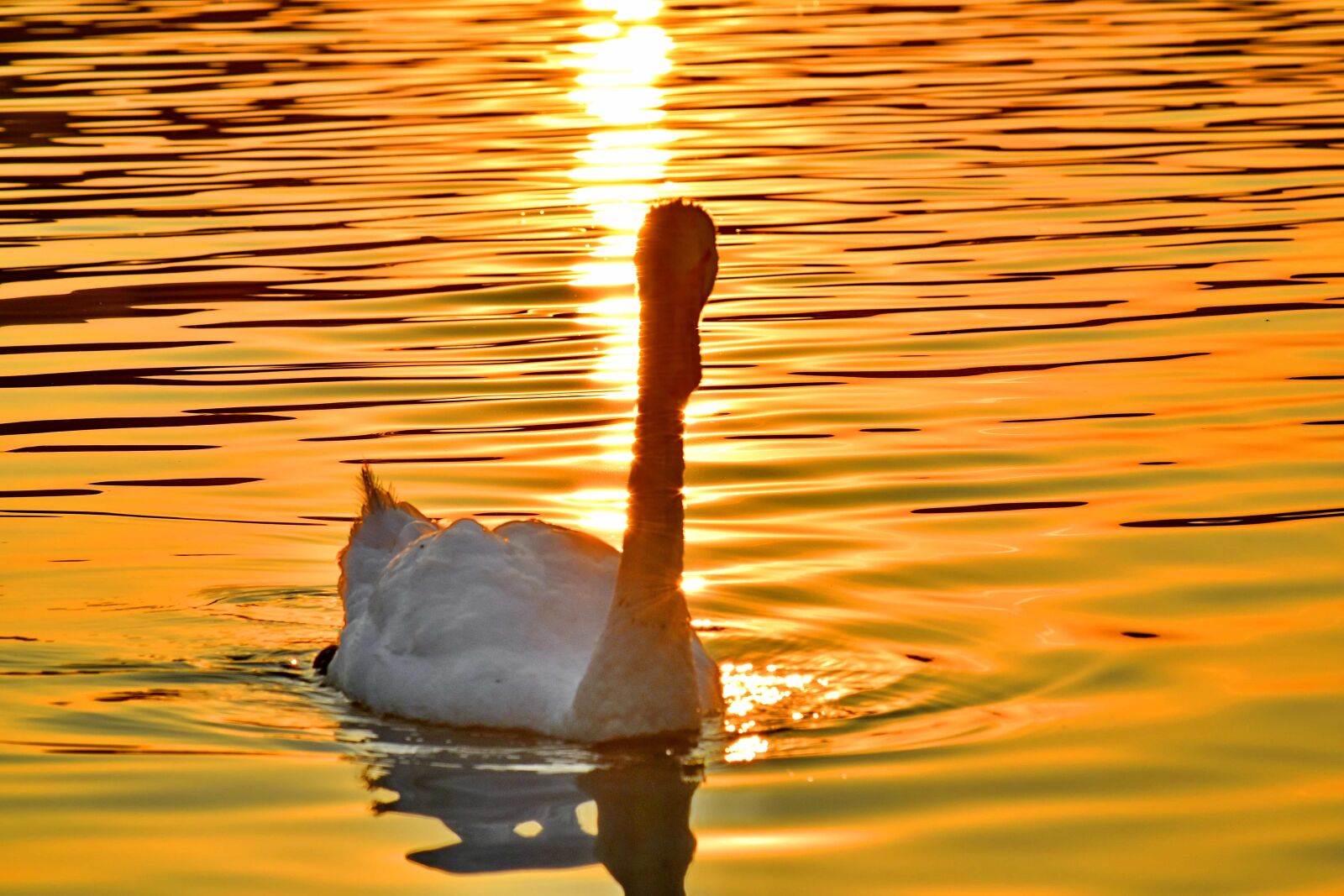 Nikon D5500 sample photo. Bird, lake, natural habitat photography
