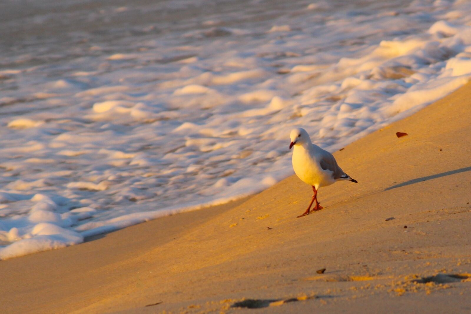 Canon EF-S 55-250mm F4-5.6 IS II sample photo. Sunrise, seagull, beach photography